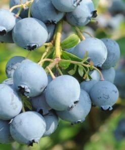 Vidutinio vėlyvumo šilauogė 'Bonus'