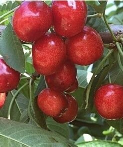 Koloninė trešnė "Silva"