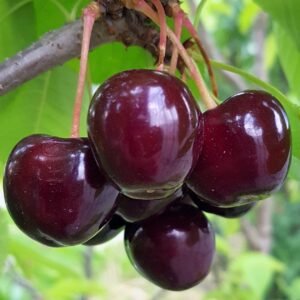 silva kolonine tresne