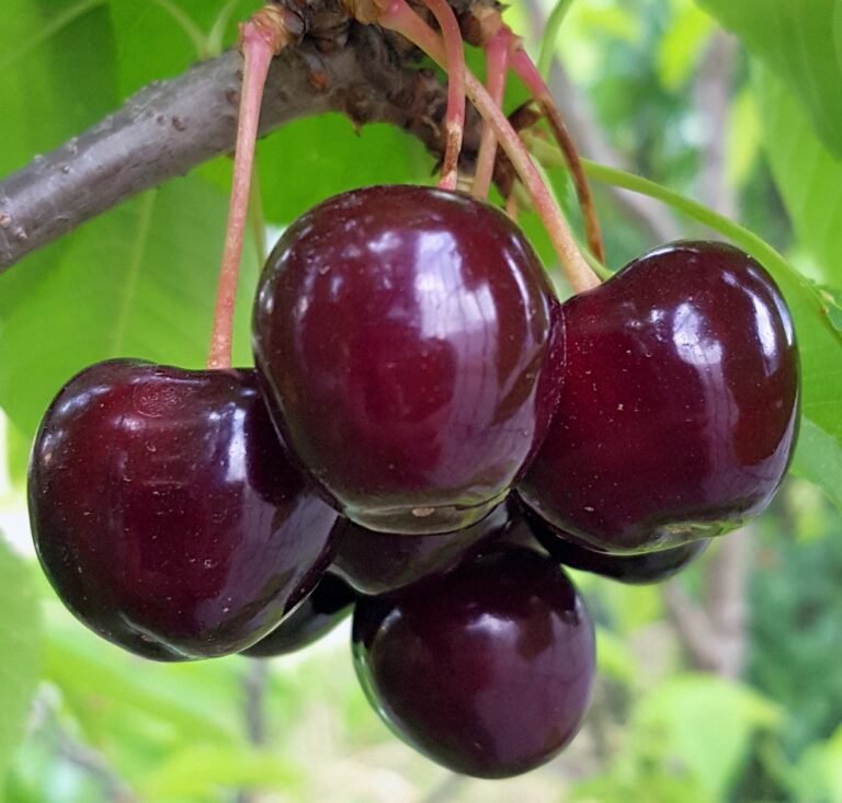 silva kolonine tresne