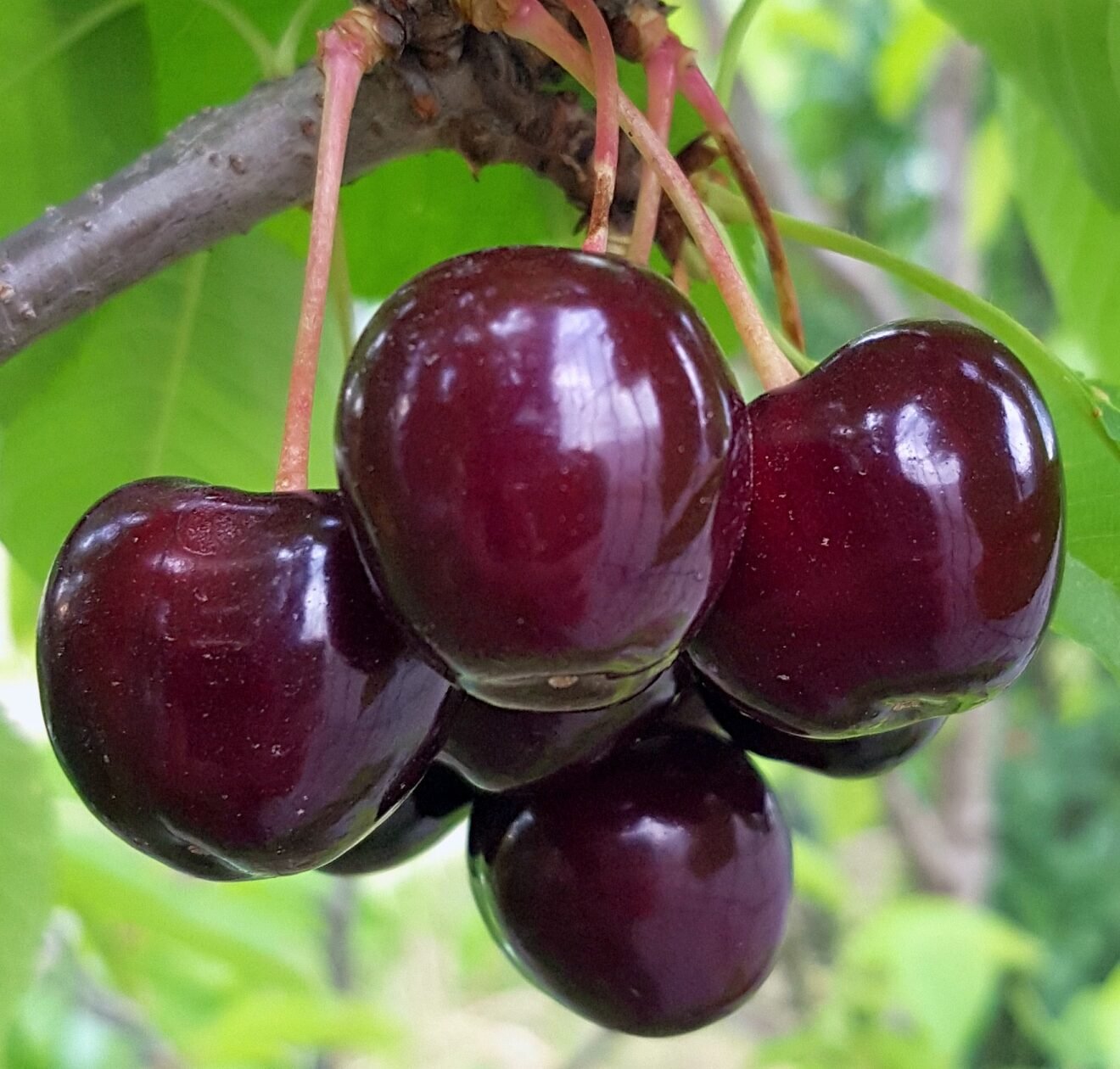 silva kolonine tresne silva kolonine tresne