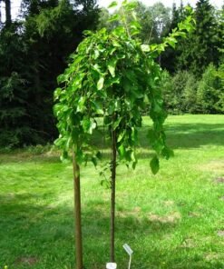 Svyrantis juodasis šilkmedis