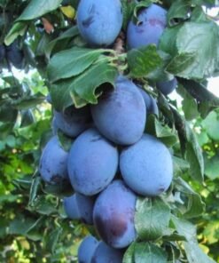 Koloninė slyva "Fruca"