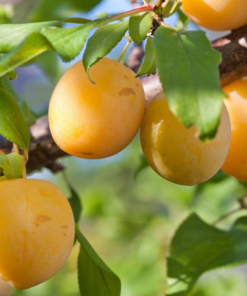 Koloninė slyva "Goldust"