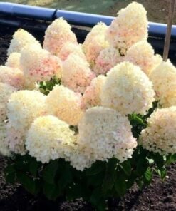 Šluotelinė hortenzija 'LIVING SUGAR RUSH'