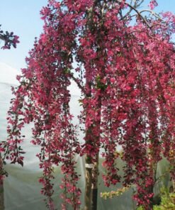 Skiepyta svyranti rojaus obelis