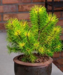 KABLELINĖ PUŠIS 'TUKAN'