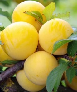 Slyva Uleno Renklodė