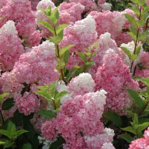 Šluotelinė hortenzija 'Vanille Fraise'