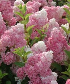 Šluotelinė hortenzija 'Vanille Fraise'