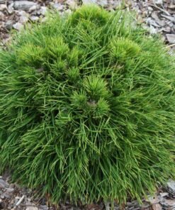 KALNINĖ PUŠIS 'VARELLA'