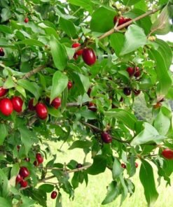 Geltonžiedė sedula