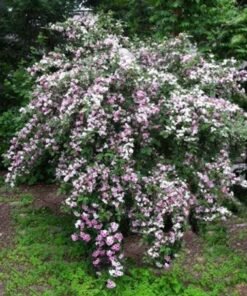 Veigelė „Suzanne“