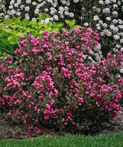 Veigelė „Victoria“