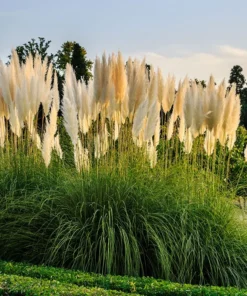 Argentininė kartaderija WHITE FEATHER