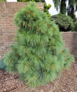 ŠVERINO PUŠIS 'WIETHORST'