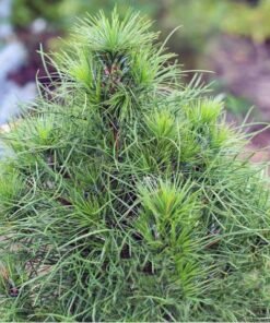 PAPRASTOJI PUŠIS 'XAVERY'