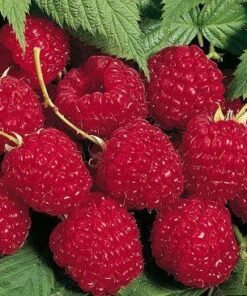 Avietė 'Glen Ample'