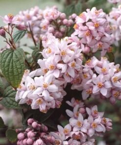 Deucija (radastas) „Mont Rose“