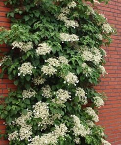 Hortenzija vijoklinė (Petiolaris)