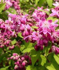 Deucija (radastas) „Strawberry Fields“
