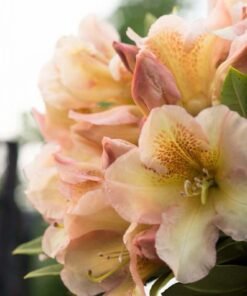 Rododendras „Bernstein“