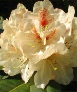 Rododendras „Goldbukett“