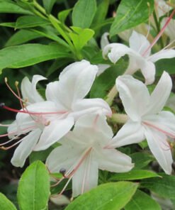 Azalija „Weston's Innocence“