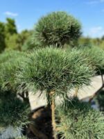 Formuota pušis Nr. 20 - Image 2