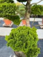 Formuotas puskiparisis Nr. 24 - Image 2