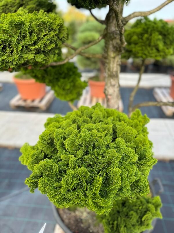 Formuotas puskiparisis Nr. 24 - Image 2