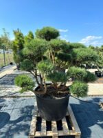 Formuota pušis Nr. 20