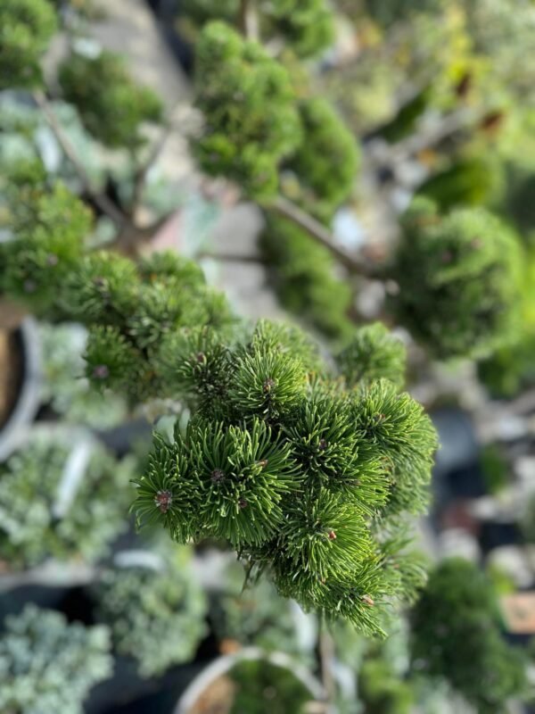 Formuota pušis Nr. 6 - Image 2