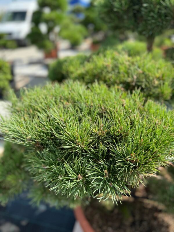 Formuota pušis Nr. 16 - Image 2