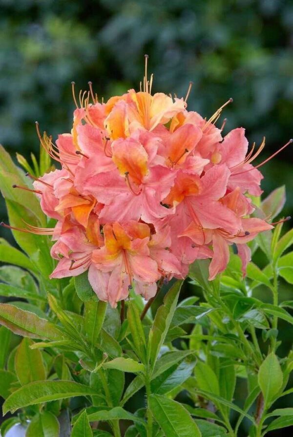 Azalija „Quiet Thoughts“ - Image 2