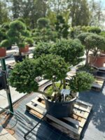 Formuotas bugienis Nr. 14