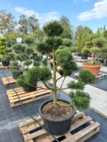 Formuota pušis Nr. 25