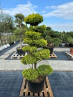 Formuotas kadagys Nr. 28