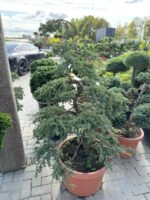 Formuotas kadagys Nr.2