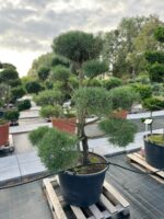 Formuota pušis Nr. 23