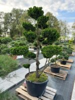 Formuotas puskiparisis Nr. 24