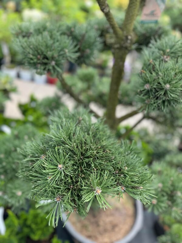 Formuota pušis Nr.8 - Image 2