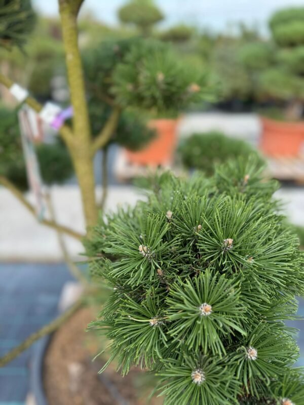 Formuota pušis Nr. 25 - Image 2