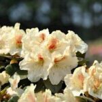 Rododendras „Goldbukett“ - Image 2