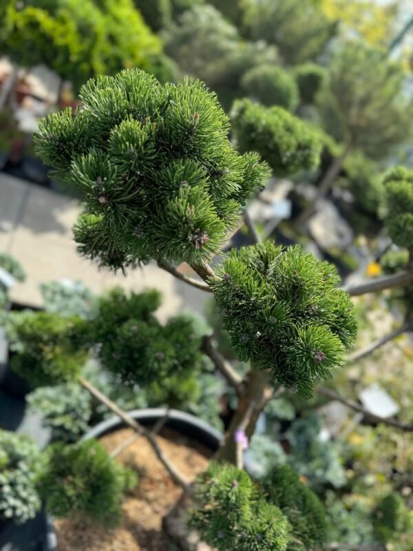 Formuota pušis Nr. 5 - Image 2