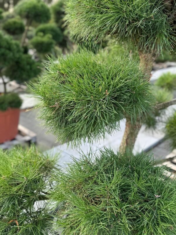 Formuota pušis Nr. 22 - Image 2