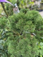 Formuota pušis Nr. 10 - Image 2