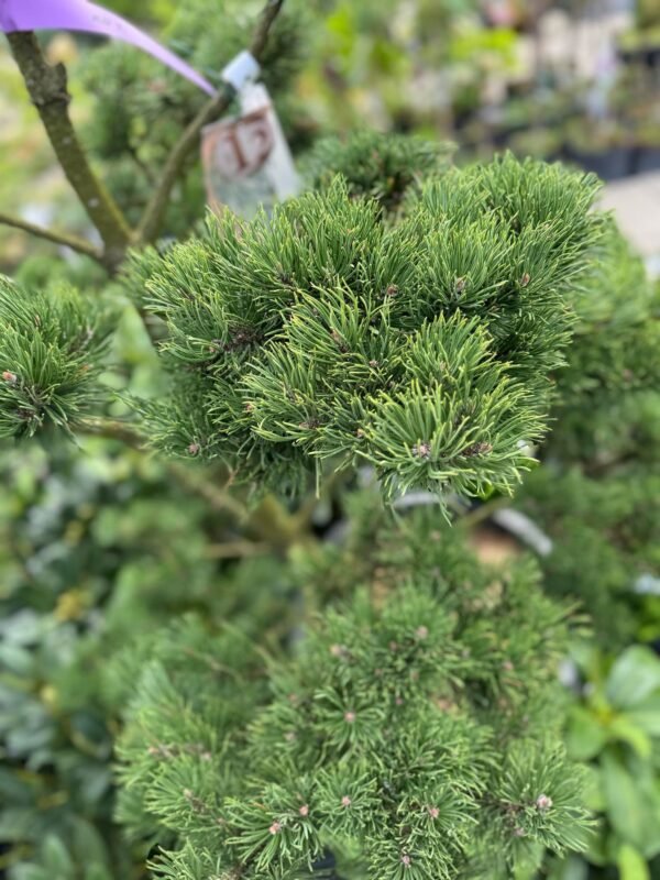 Formuota pušis Nr. 10 - Image 2