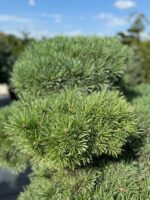 Formuota pušis Nr. 15 - Image 2