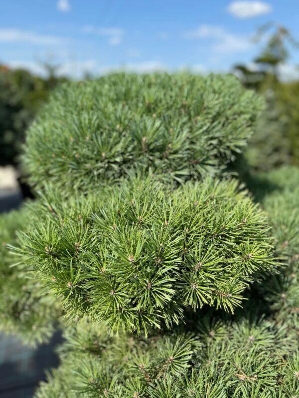 Formuota pušis Nr. 15 - Image 2